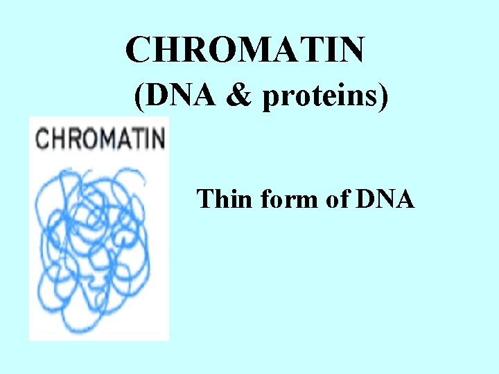 CHROMATIN (DNA & proteins) Thin form of DNA 