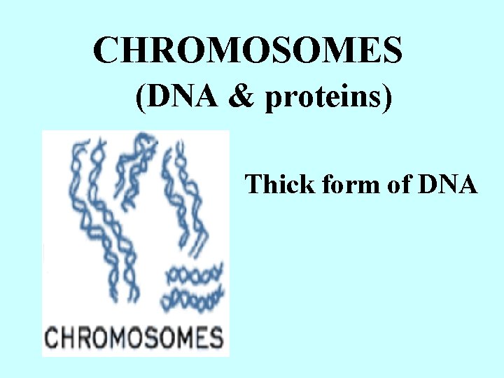 CHROMOSOMES (DNA & proteins) Thick form of DNA 