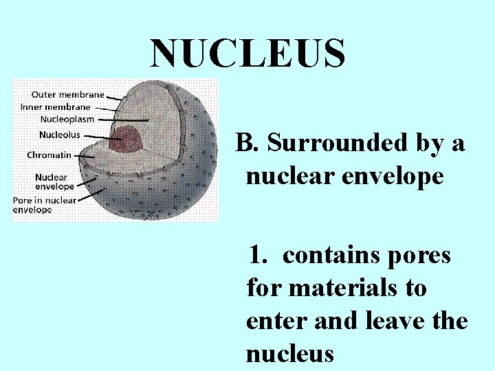 NUCLEUS B. Surrounded by a nuclear envelope 1. contains pores for materials to enter