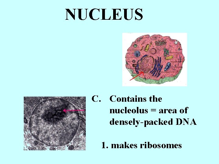 NUCLEUS C. Contains the nucleolus = area of densely-packed DNA 1. makes ribosomes 