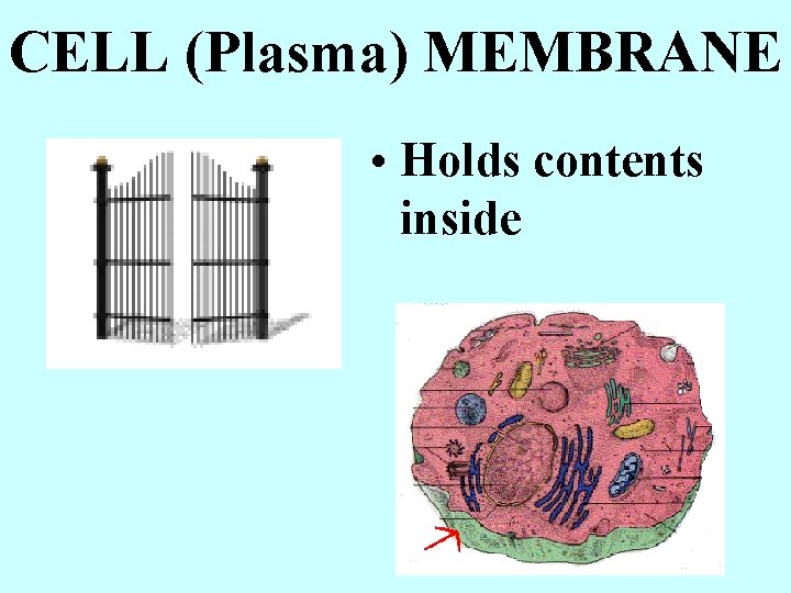 CELL (Plasma) MEMBRANE • Holds contents inside 