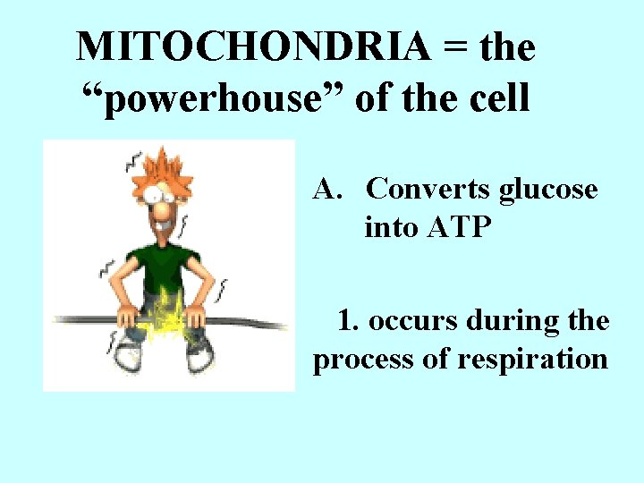 MITOCHONDRIA = the “powerhouse” of the cell A. Converts glucose into ATP 1. occurs