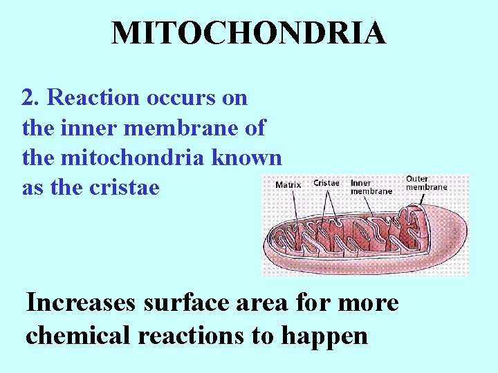 MITOCHONDRIA 2. Reaction occurs on the inner membrane of the mitochondria known as the