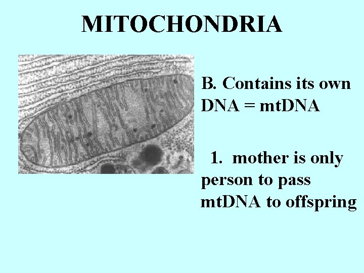 MITOCHONDRIA B. Contains its own DNA = mt. DNA 1. mother is only person