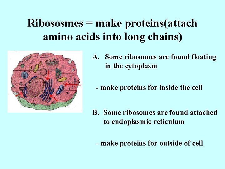 Ribososmes = make proteins(attach amino acids into long chains) A. Some ribosomes are found