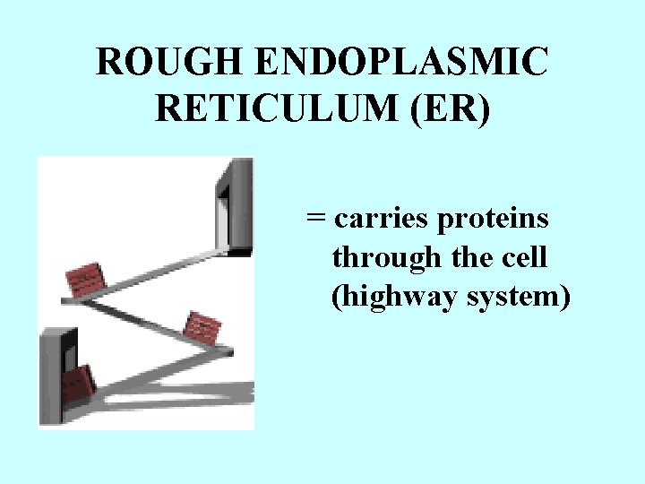 ROUGH ENDOPLASMIC RETICULUM (ER) = carries proteins through the cell (highway system) 