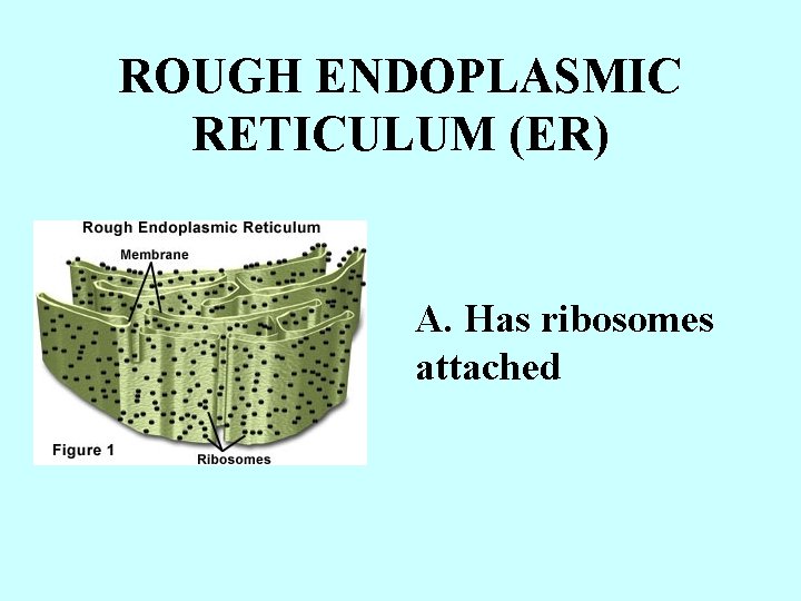 ROUGH ENDOPLASMIC RETICULUM (ER) A. Has ribosomes attached 