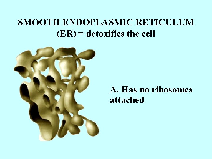 SMOOTH ENDOPLASMIC RETICULUM (ER) = detoxifies the cell A. Has no ribosomes attached 