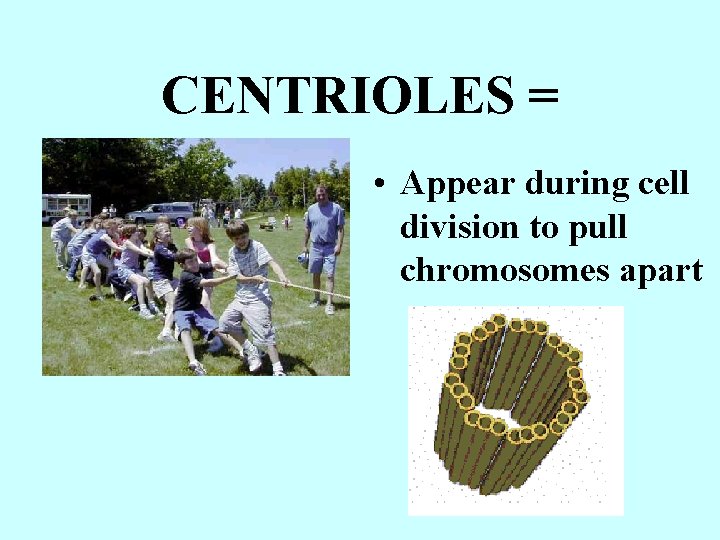 CENTRIOLES = • Appear during cell division to pull chromosomes apart 