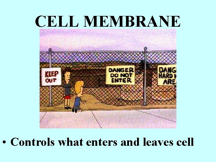 CELL MEMBRANE • Controls what enters and leaves cell 
