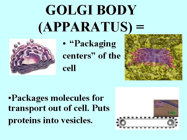 GOLGI BODY (APPARATUS) = • “Packaging centers” of the cell • Packages molecules for