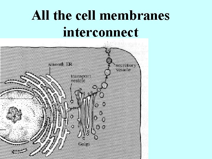 All the cell membranes interconnect 