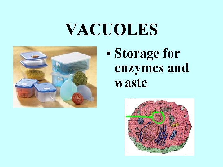 VACUOLES • Storage for enzymes and waste 