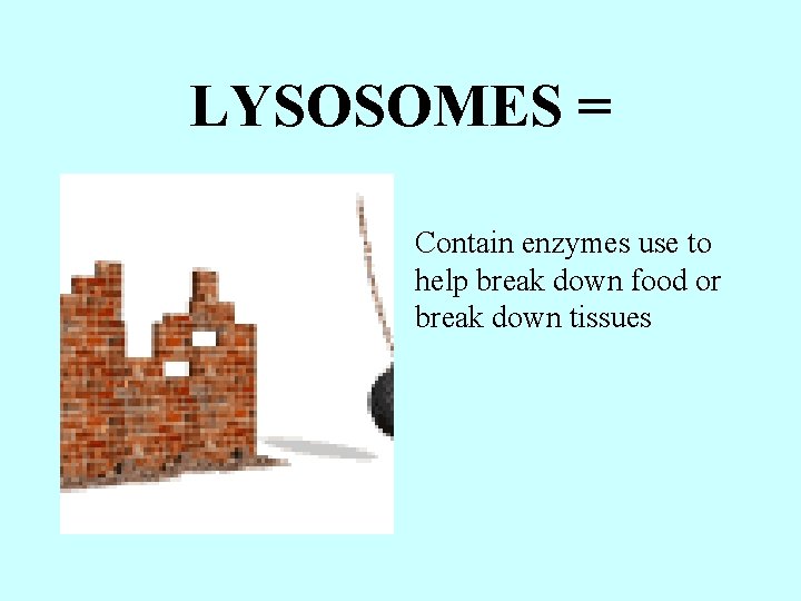 LYSOSOMES = Contain enzymes use to help break down food or break down tissues
