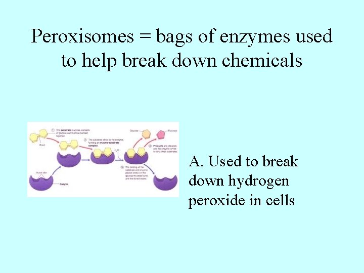 Peroxisomes = bags of enzymes used to help break down chemicals A. Used to