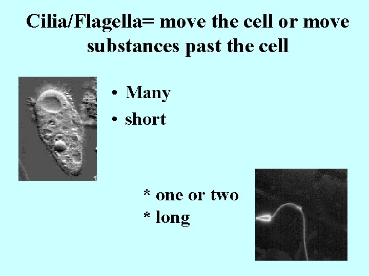 Cilia/Flagella= move the cell or move substances past the cell • Many • short