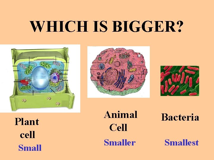 WHICH IS BIGGER? Plant cell Small Animal Cell Bacteria Smaller Smallest 