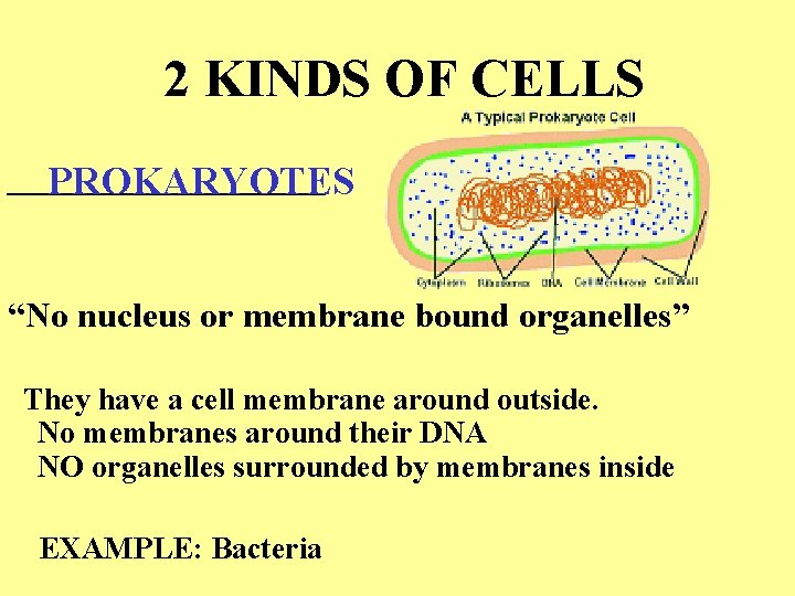 2 KINDS OF CELLS _________ PROKARYOTES “No nucleus or membrane bound organelles” They have