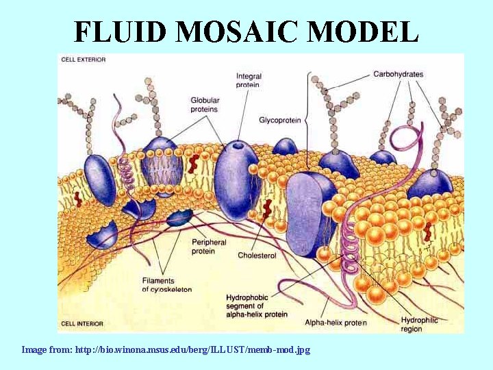 FLUID MOSAIC MODEL Image from: http: //bio. winona. msus. edu/berg/ILLUST/memb-mod. jpg 