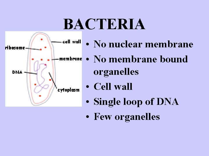 BACTERIA • No nuclear membrane • No membrane bound organelles • Cell wall •