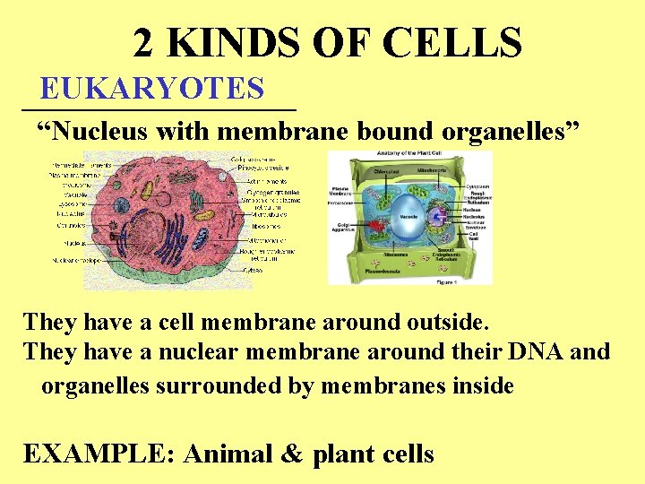 2 KINDS OF CELLS EUKARYOTES _________ “Nucleus with membrane bound organelles” They have a