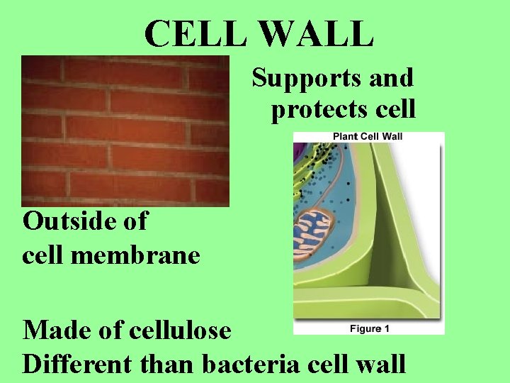 CELL WALL Supports and protects cell Outside of cell membrane Made of cellulose Different