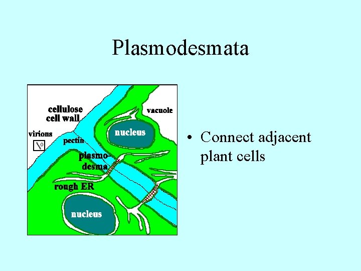 Plasmodesmata • Connect adjacent plant cells 