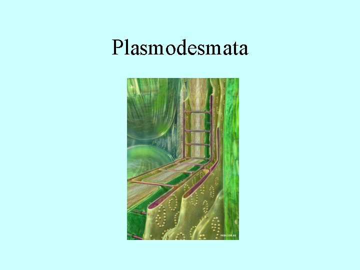 Plasmodesmata 