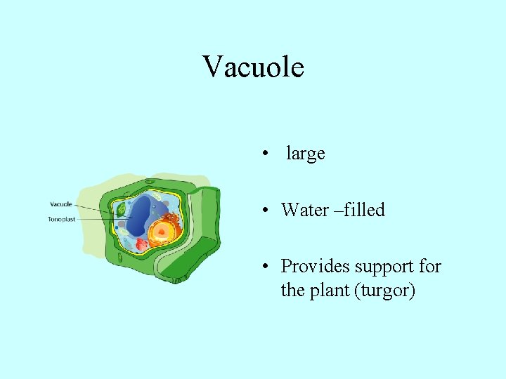 Vacuole • large • Water –filled • Provides support for the plant (turgor) 