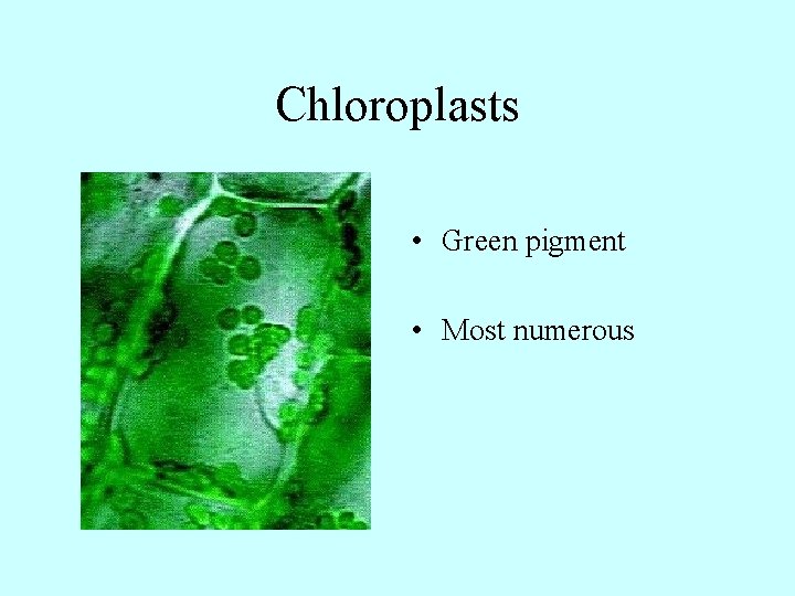 Chloroplasts • Green pigment • Most numerous 