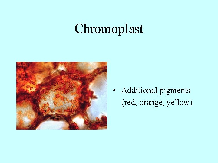 Chromoplast • Additional pigments (red, orange, yellow) 