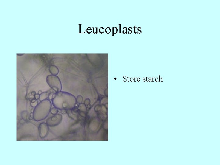 Leucoplasts • Store starch 