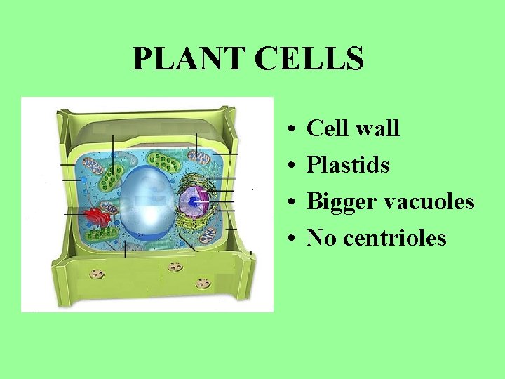 PLANT CELLS • • Cell wall Plastids Bigger vacuoles No centrioles 