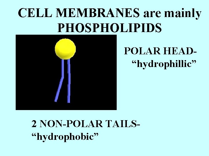 CELL MEMBRANES are mainly PHOSPHOLIPIDS POLAR HEAD“hydrophillic” 2 NON-POLAR TAILS“hydrophobic” 