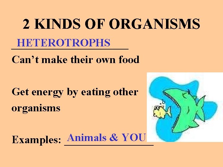 2 KINDS OF ORGANISMS HETEROTROPHS ___________ Can’t make their own food Get energy by