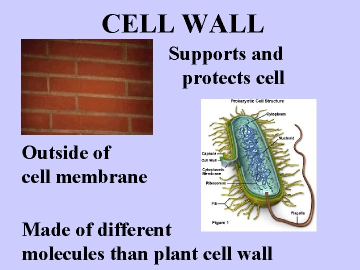 CELL WALL Supports and protects cell Outside of cell membrane Made of different molecules