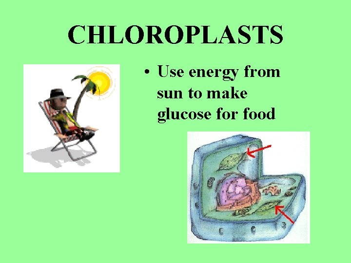 CHLOROPLASTS • Use energy from sun to make glucose for food 