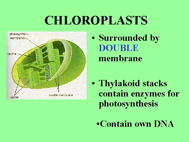 CHLOROPLASTS • Surrounded by DOUBLE membrane • Thylakoid stacks contain enzymes for photosynthesis •