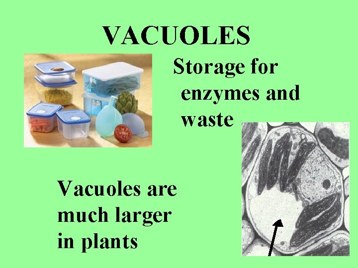 VACUOLES Storage for enzymes and waste Vacuoles are much larger in plants 