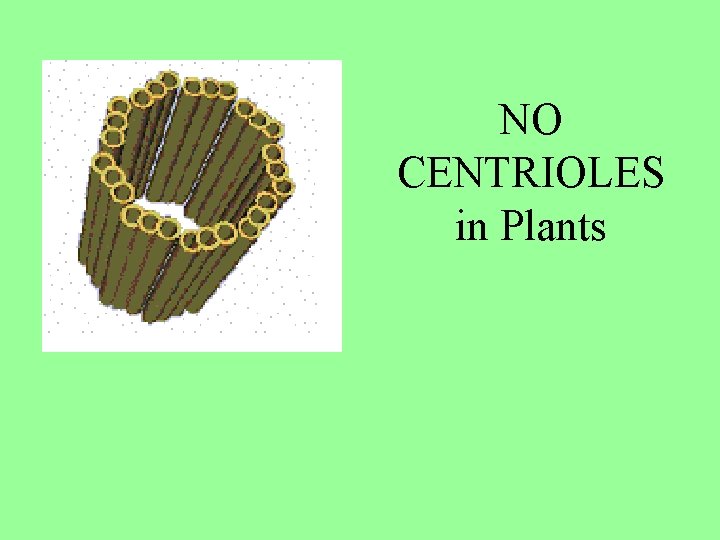 NO CENTRIOLES in Plants 