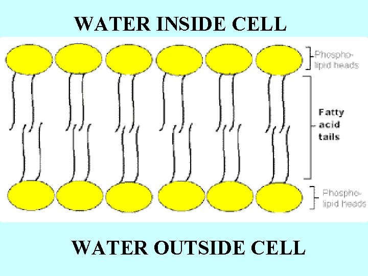 WATER INSIDE CELL Water WATER OUTSIDE CELL 