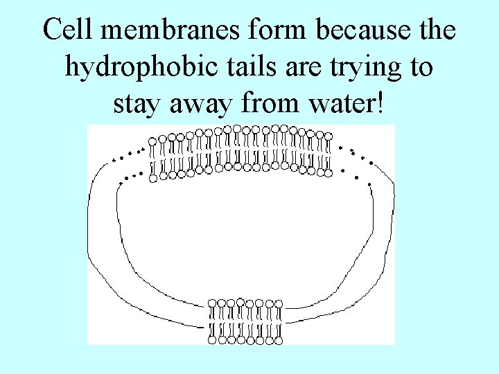 Cell membranes form because the hydrophobic tails are trying to stay away from water!