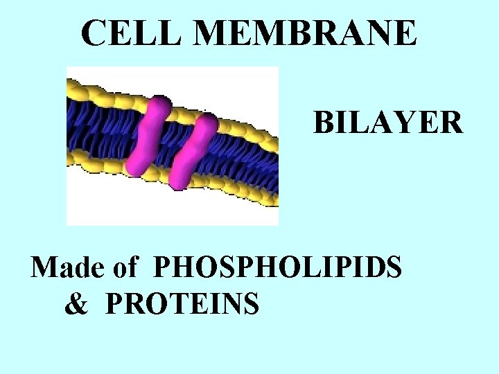 CELL MEMBRANE BILAYER Made of PHOSPHOLIPIDS & PROTEINS 