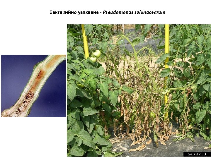 Бактерийно увяхване - Pseudomonas solanacearum 