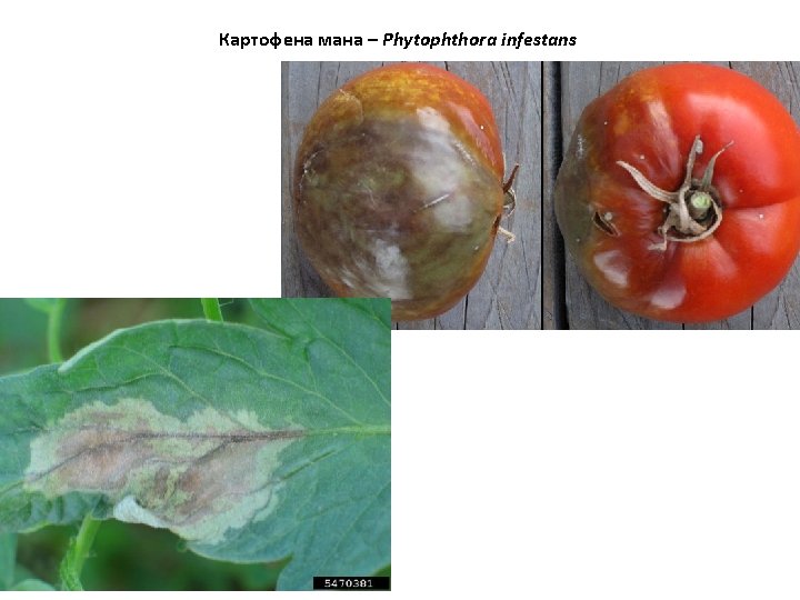 Картофена мана – Phytophthora infestans 