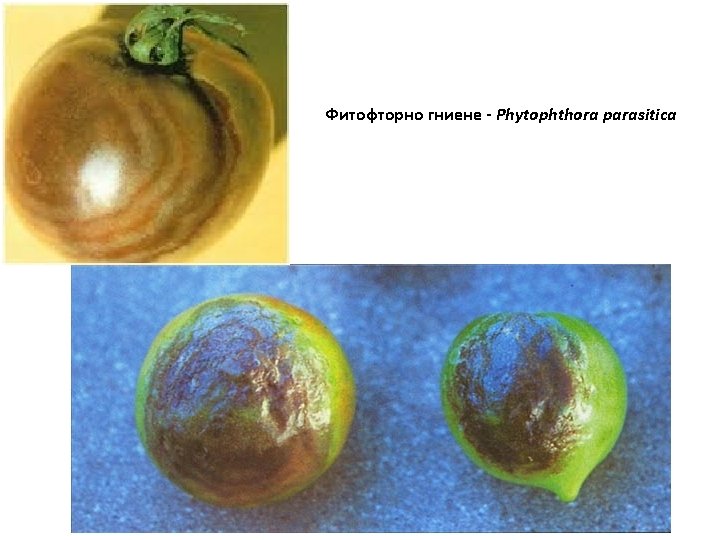 Фитофторно гниене - Phytophthora parasitica 