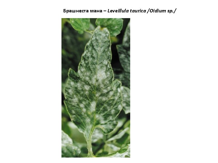 Брашнеста мана – Leveillula taurica /Oidium sp. / 