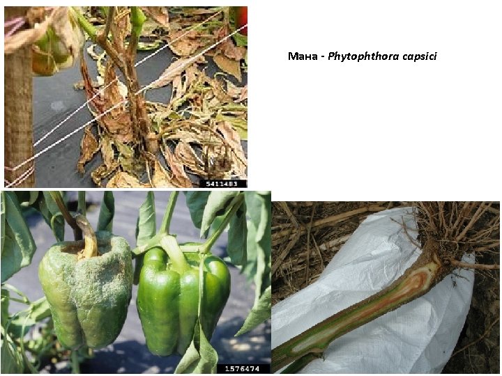 Мана - Phytophthora capsici 