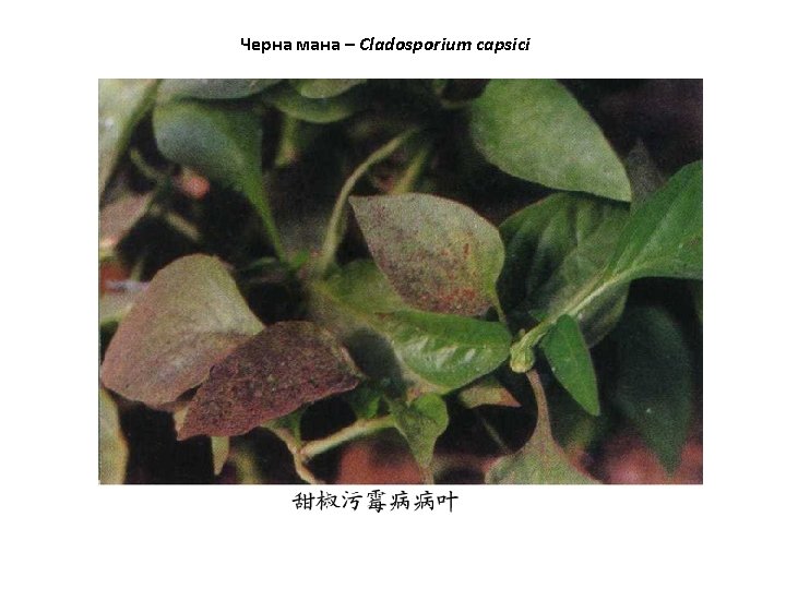 Черна мана – Cladosporium capsici 