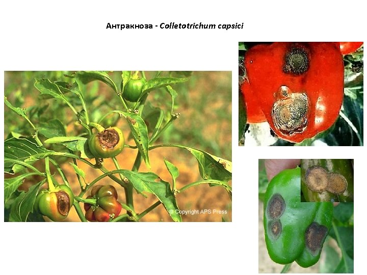 Антракноза - Colletotrichum capsici 